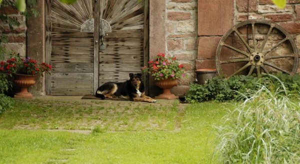 Der Hofhund vor dem Pferdestall.